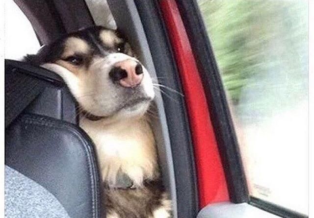 When you are in the backseat desperately trying to be a part of the front seat conversation.