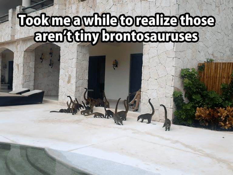 Not tiny brontosauruses?!?!