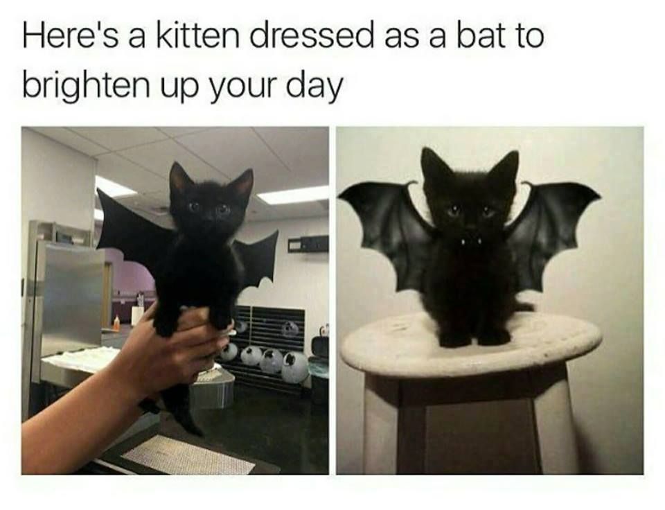 Because I am Bat Cat