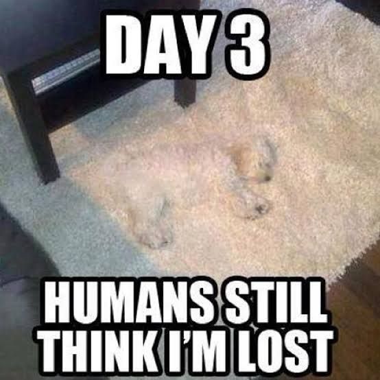 humans still think im lost