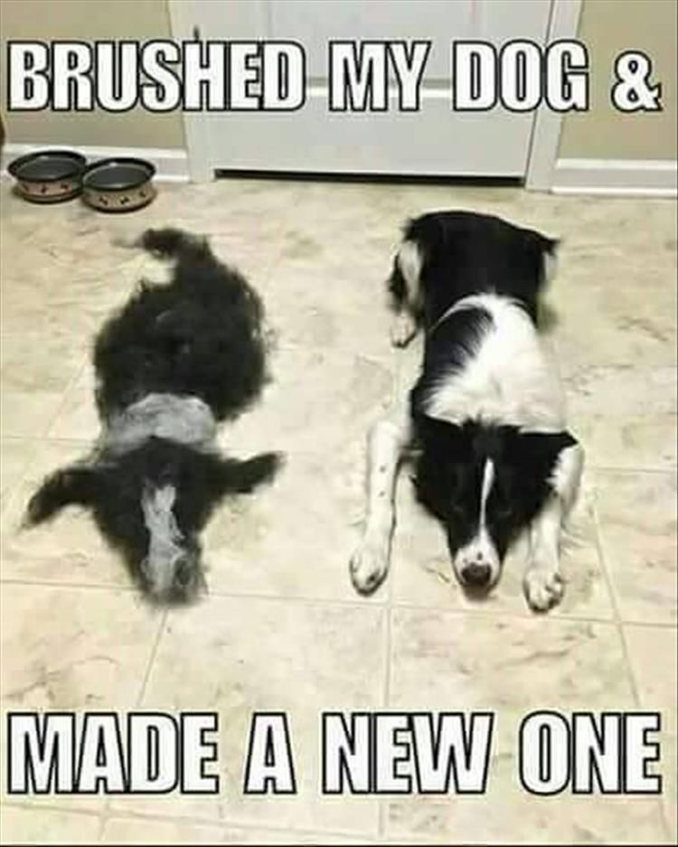 Brushed my dog & made a new one......!!!
