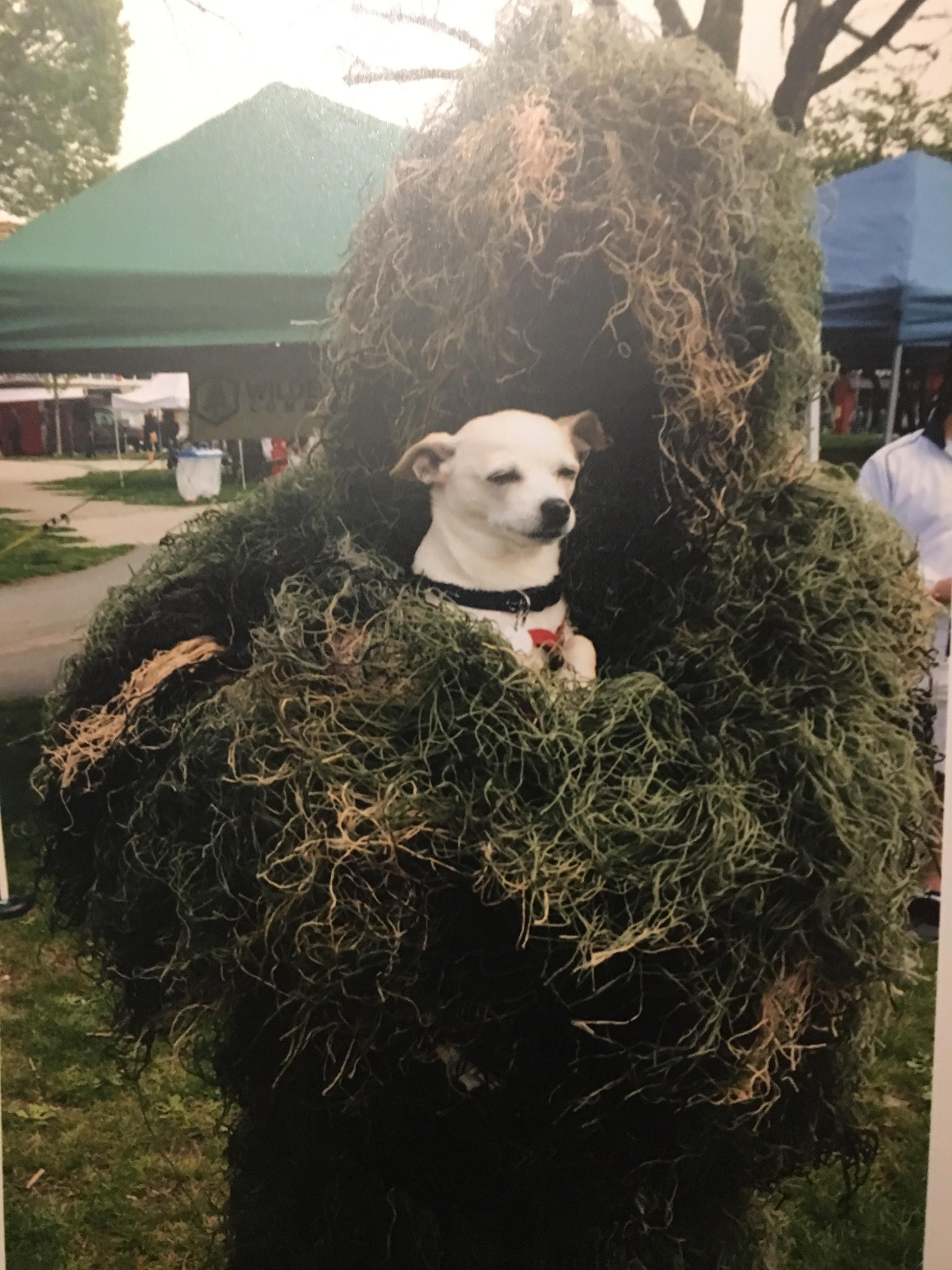 My son dressed up like this for a parade. No-one knew who he was, except the dog.