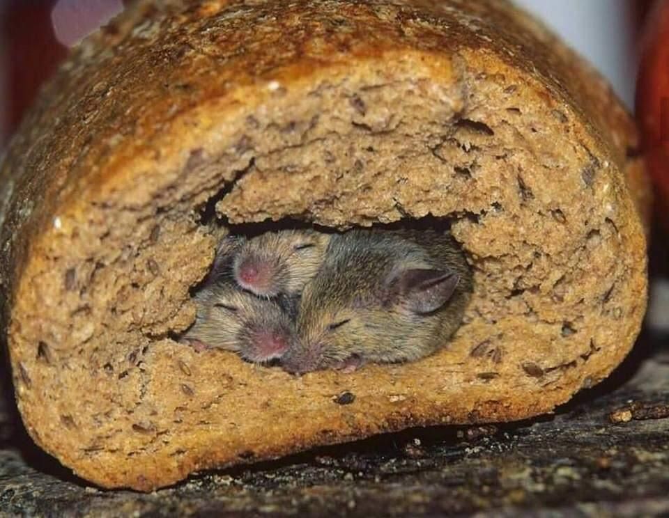 Bed and breakfast