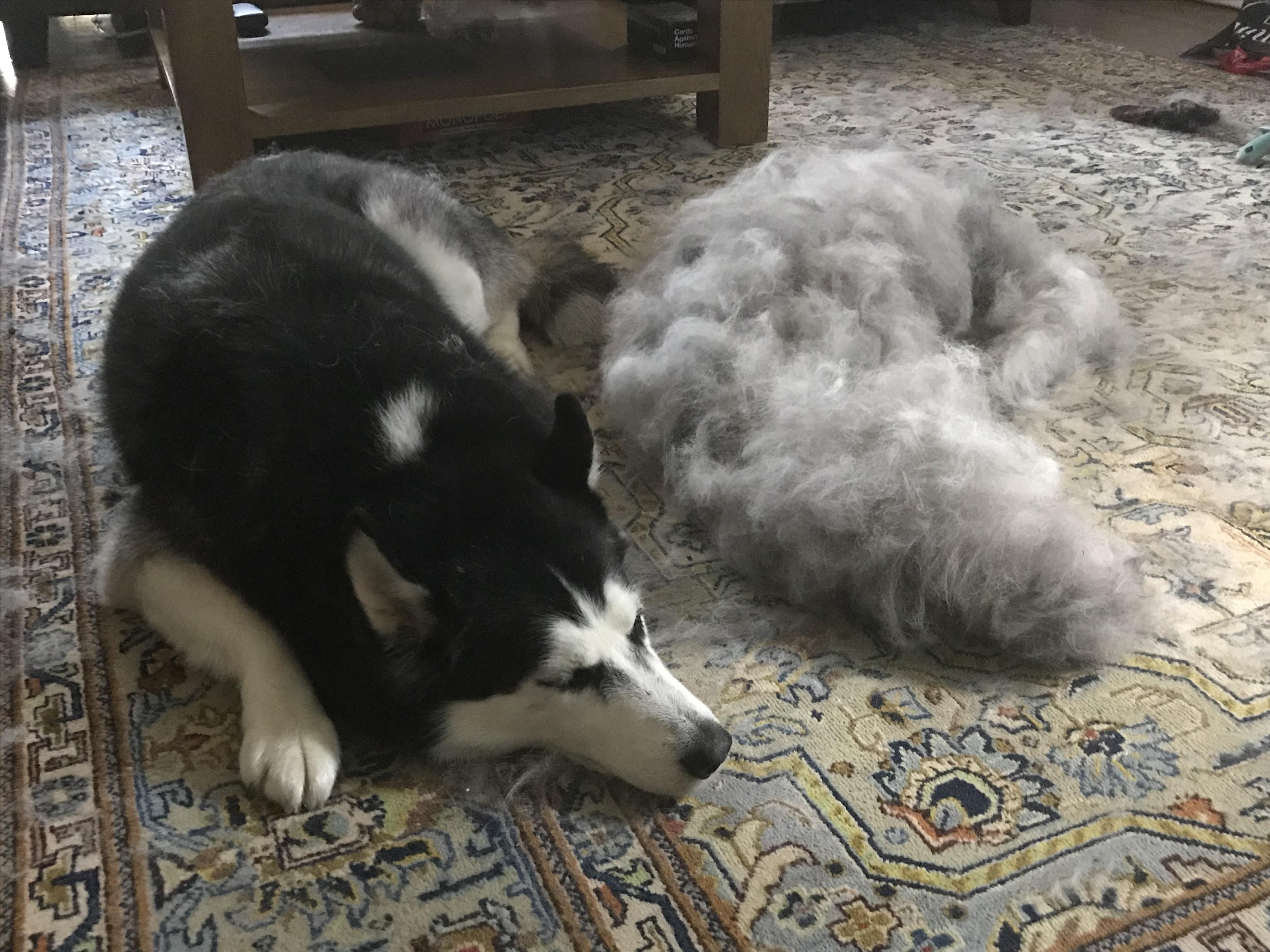 I brushed my husky and made another