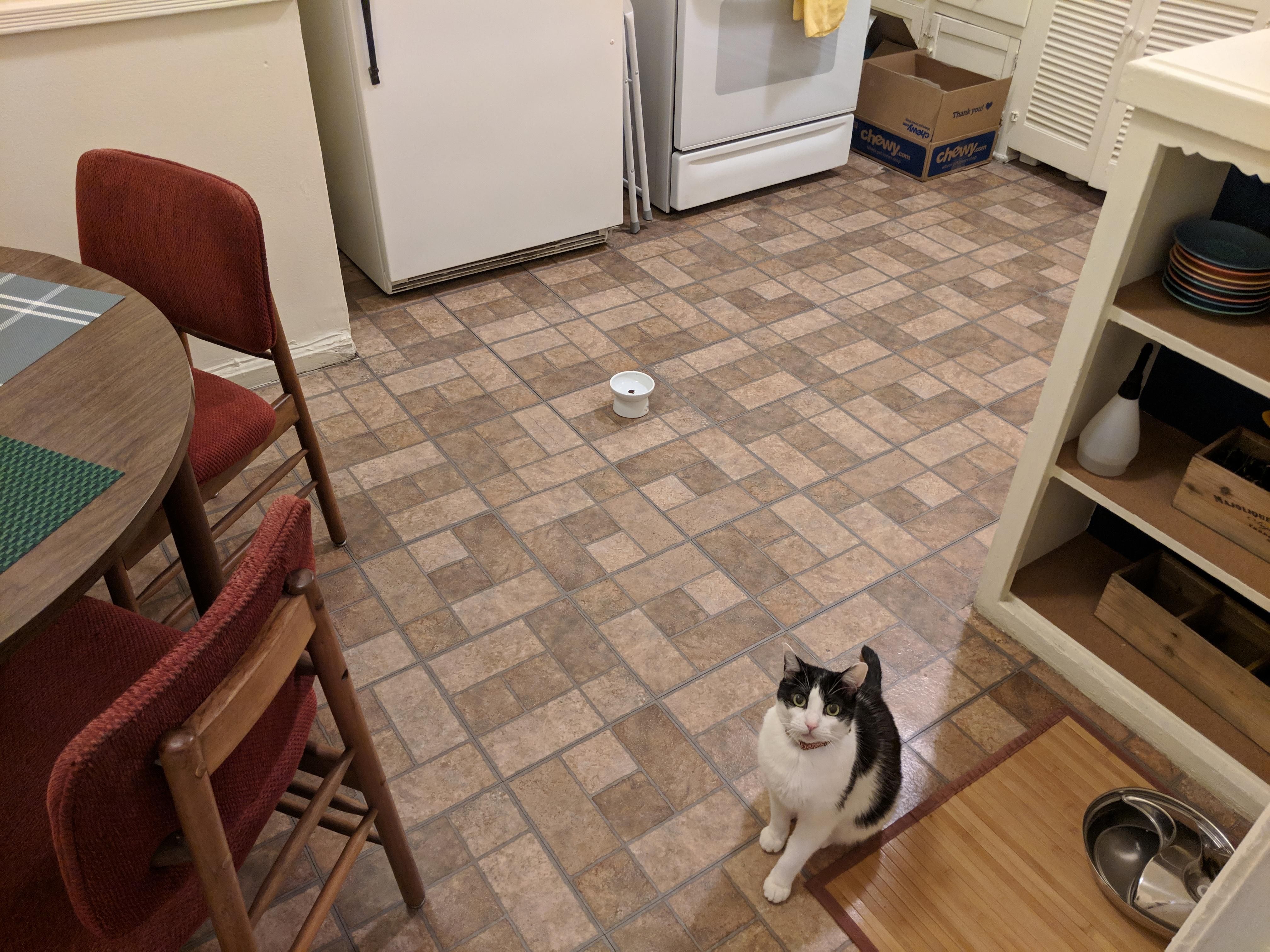 When he's hungry he'll slowly move his bowl to the center of the kitchen so I dont forget to feed him.