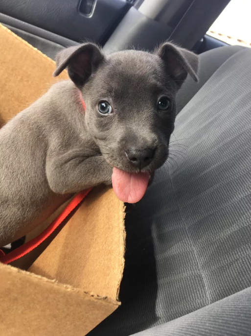 First ride home from the shelter