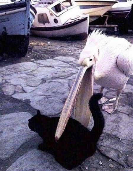 pelicat.png