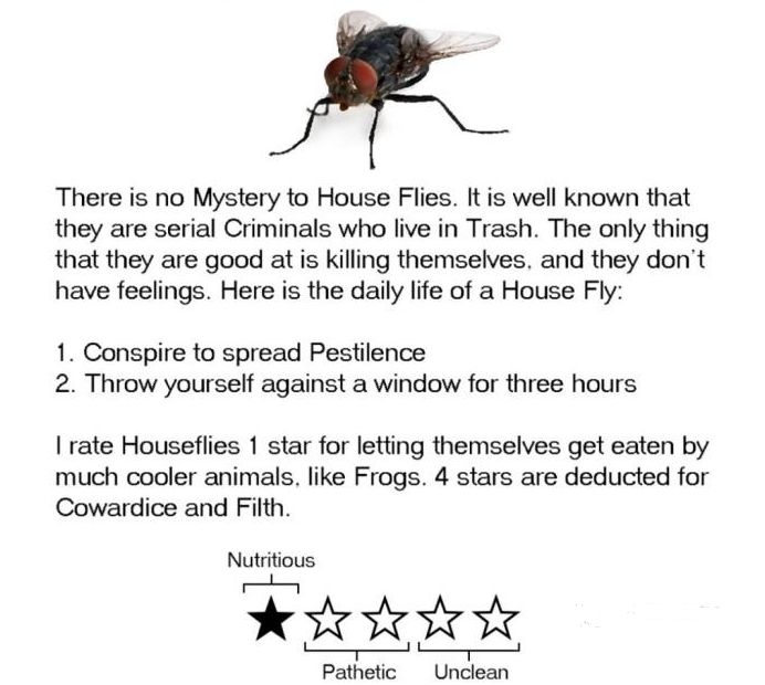 House Flies - A Review