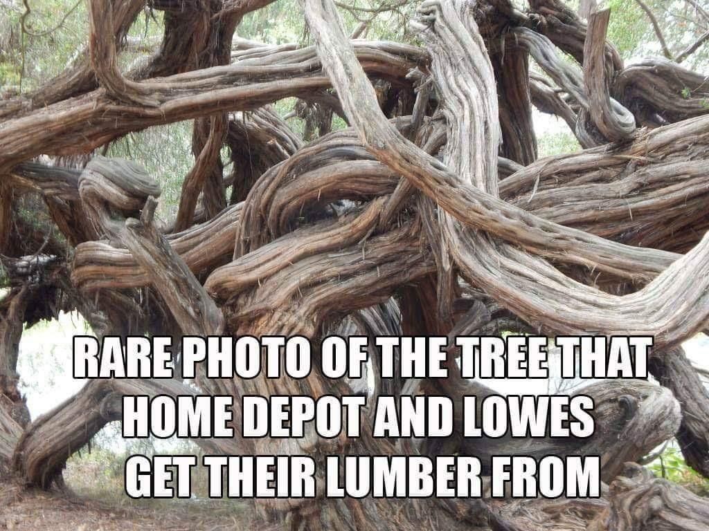This explains my recent trip to the lumber section