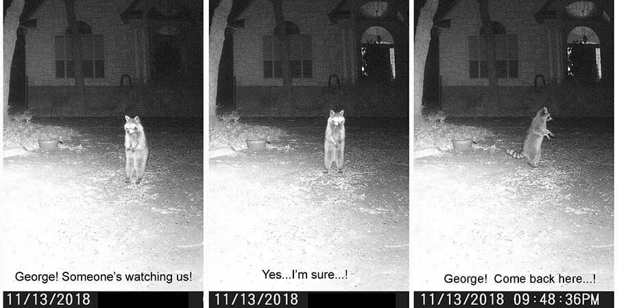 My Neighbor posts images from his trail camera. It cracks me up, he gives them conversations.
