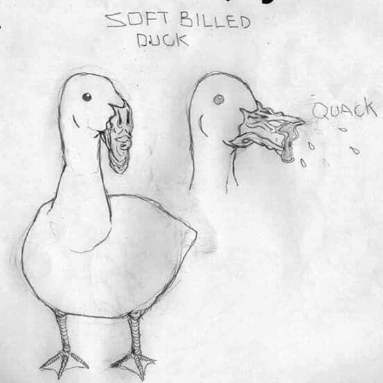 Soft Billed Duck