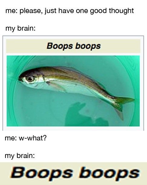 Boops boops