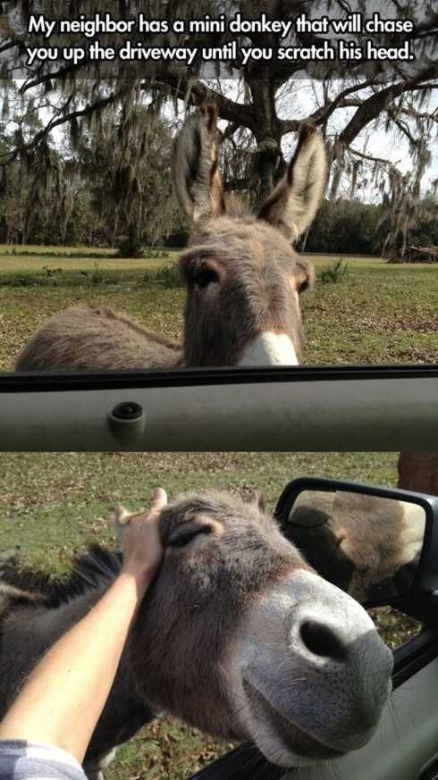 Good Donkey.