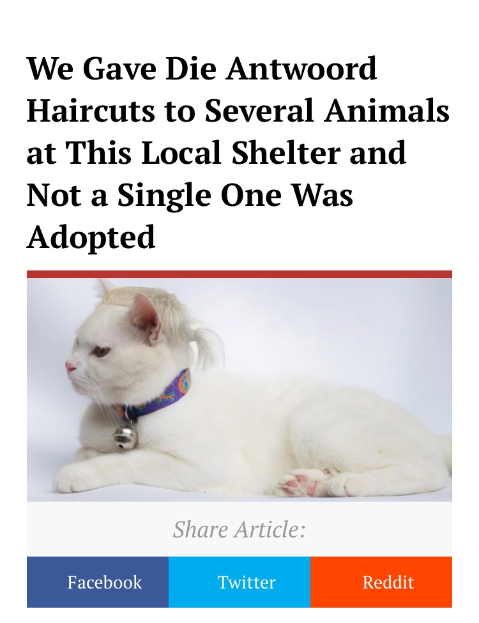 no shit