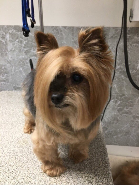 This dog showed up to PetSmart and asked to speak to the manager...