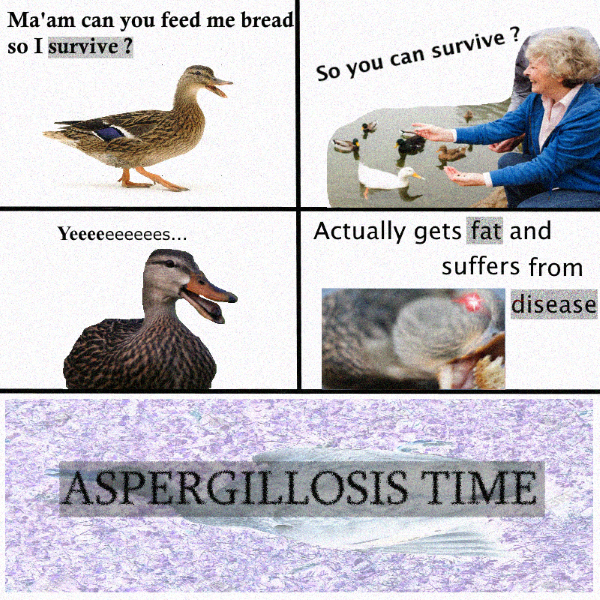 Gib bread