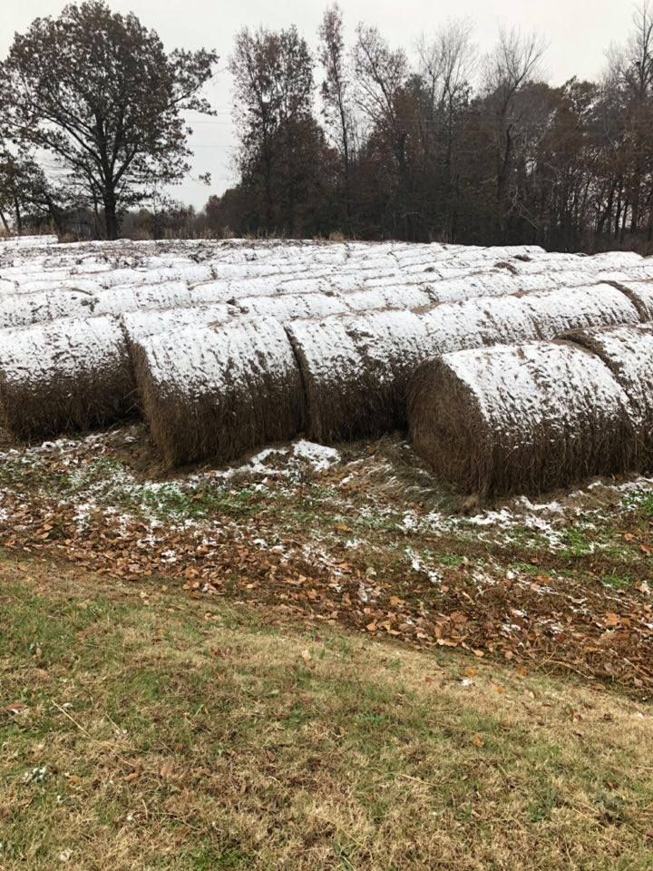 Somebody call Kellogg’s please and tell them the Frosted Mini Wheat harvest is ready.