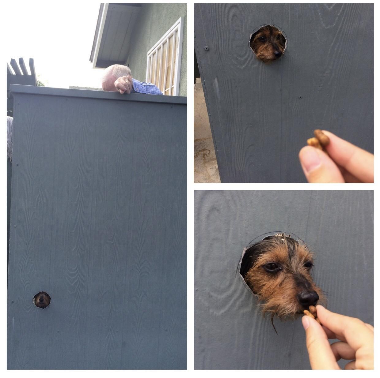 My Grandpa cut a hole in his nice new fence so my dog could see people as they walk by .