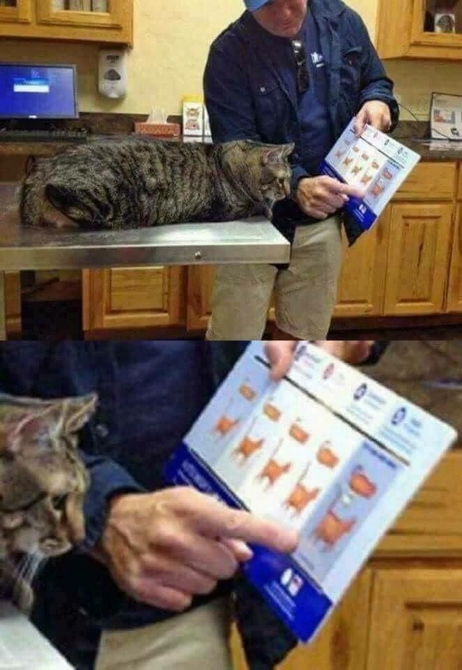 This doctor showing the cat how fat it is