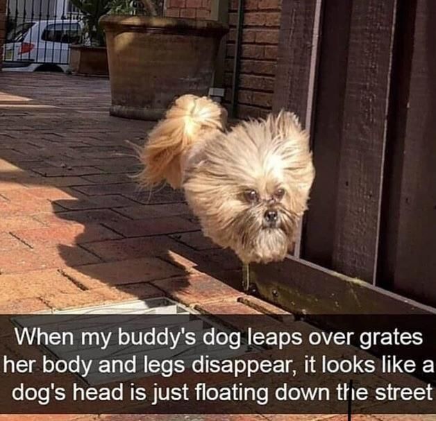 BROOOOO! Do you see that shit? A floating dog head!