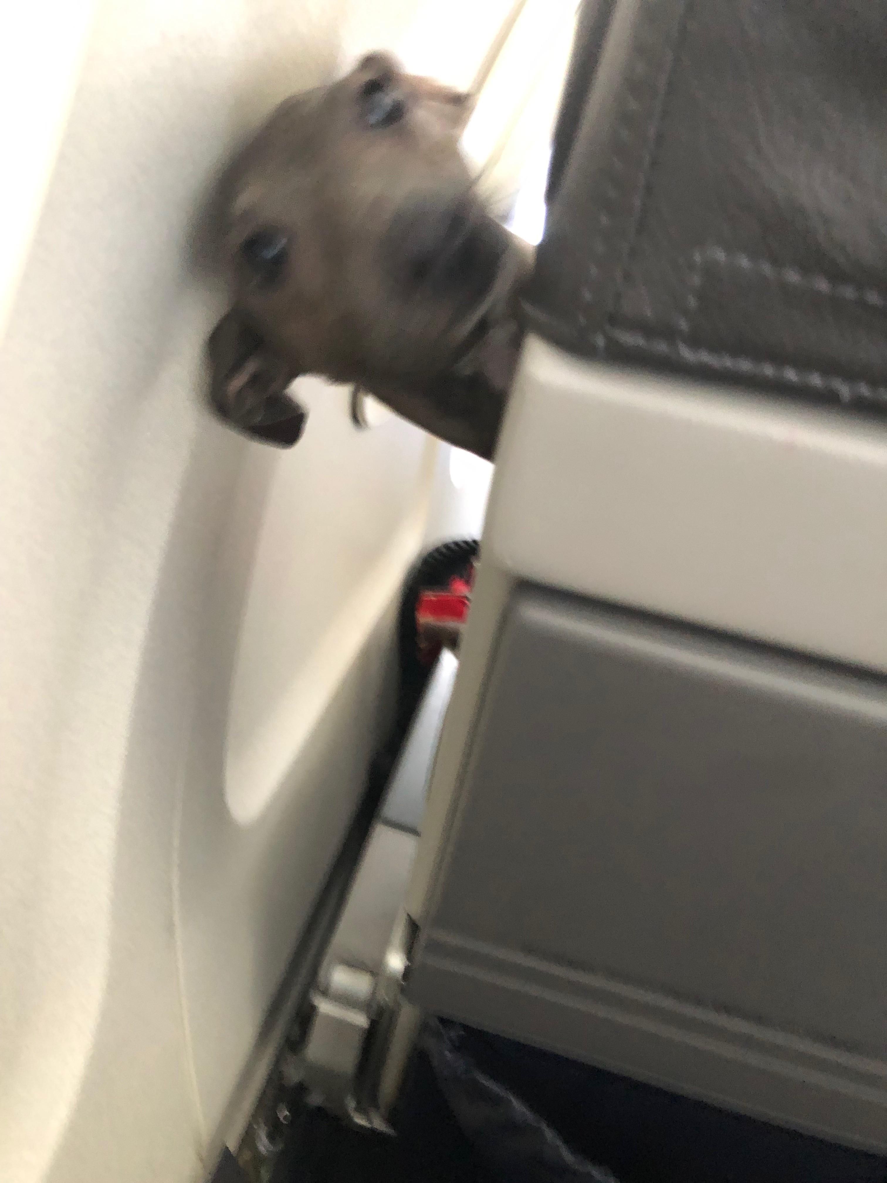 My girlfriend’s sister sat behind a good boy on the plane today.