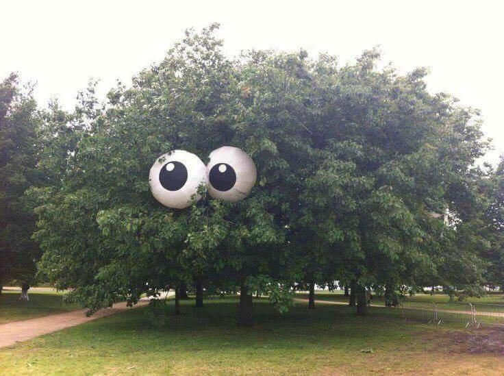 Googly eye trees thanks to massive beach balls.