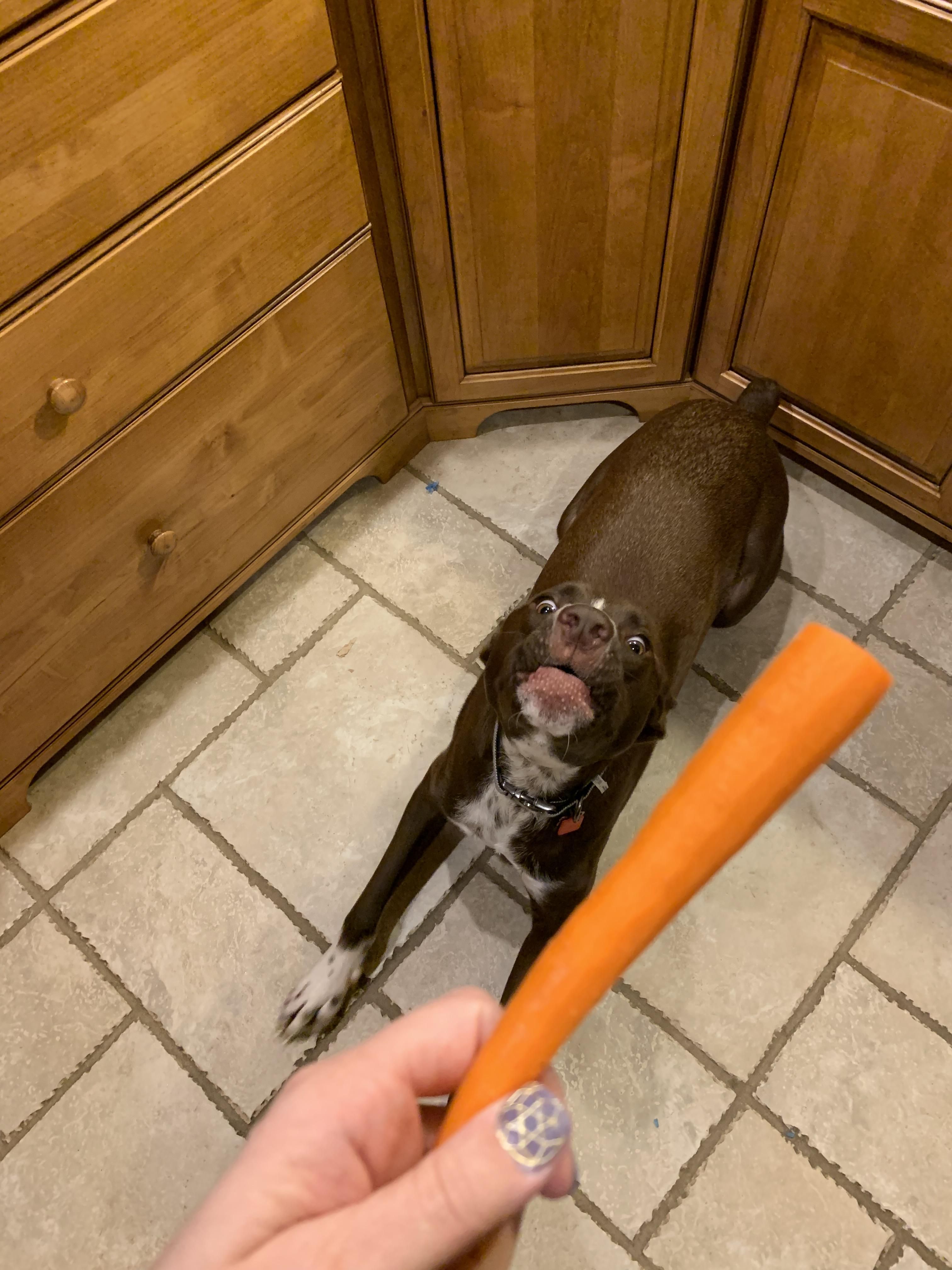 So...I recently discovered my dog likes carrots.