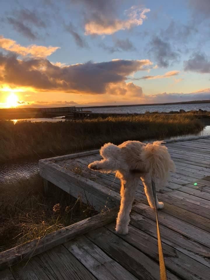 Friend tried to get a nice pic of the sunset and her dog... dog had other plans