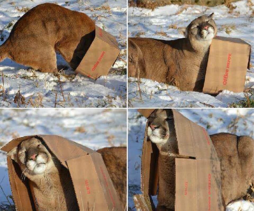 LPT: if you were chased by a big cat just throw a box.