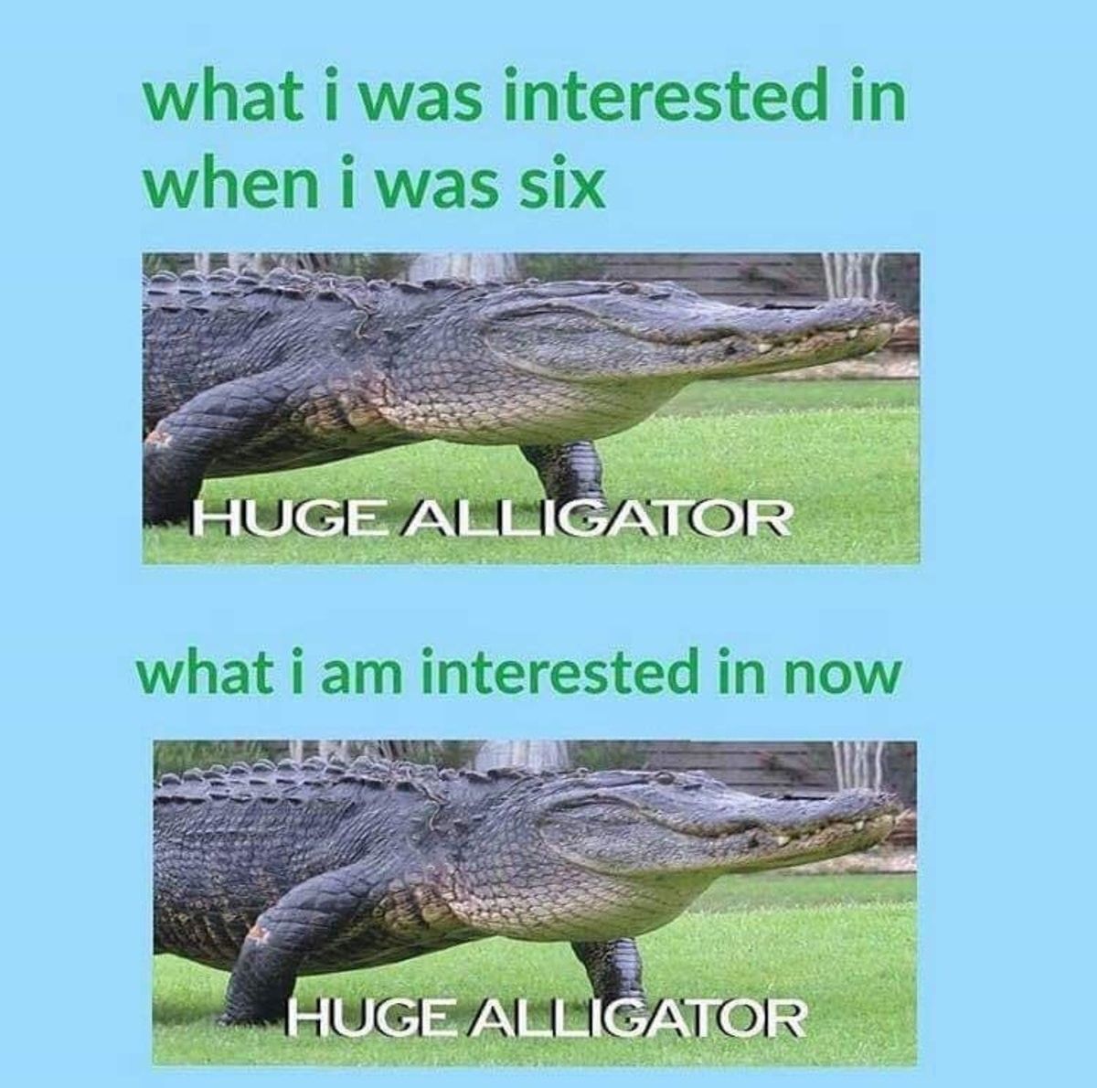 Huge Alligator
