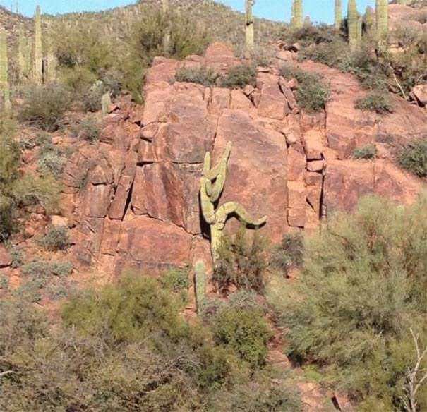 Cactus rock climbing!