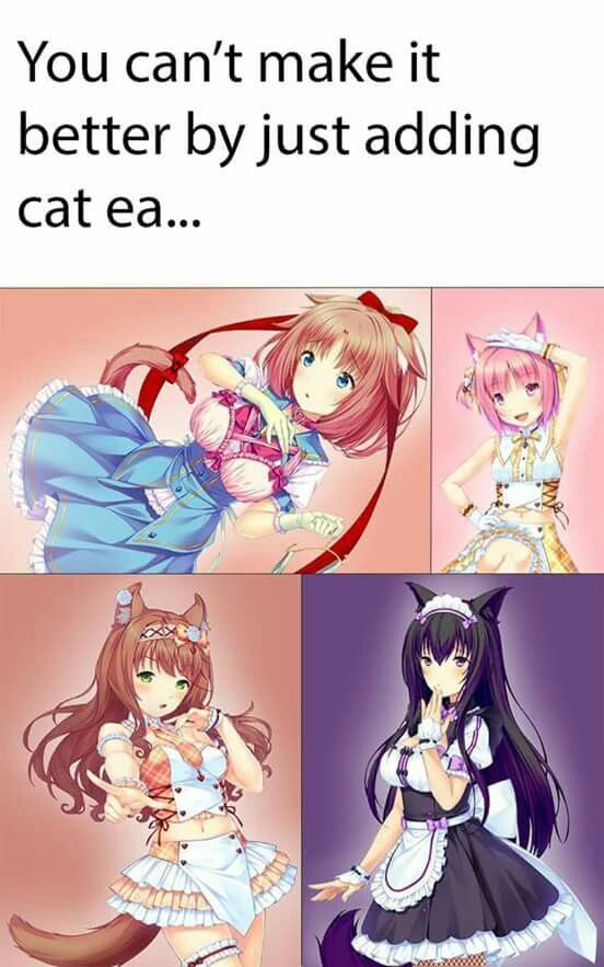 The fur behind a cat's ear is the softest