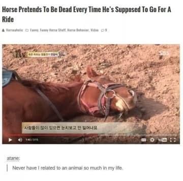 The relatable horse