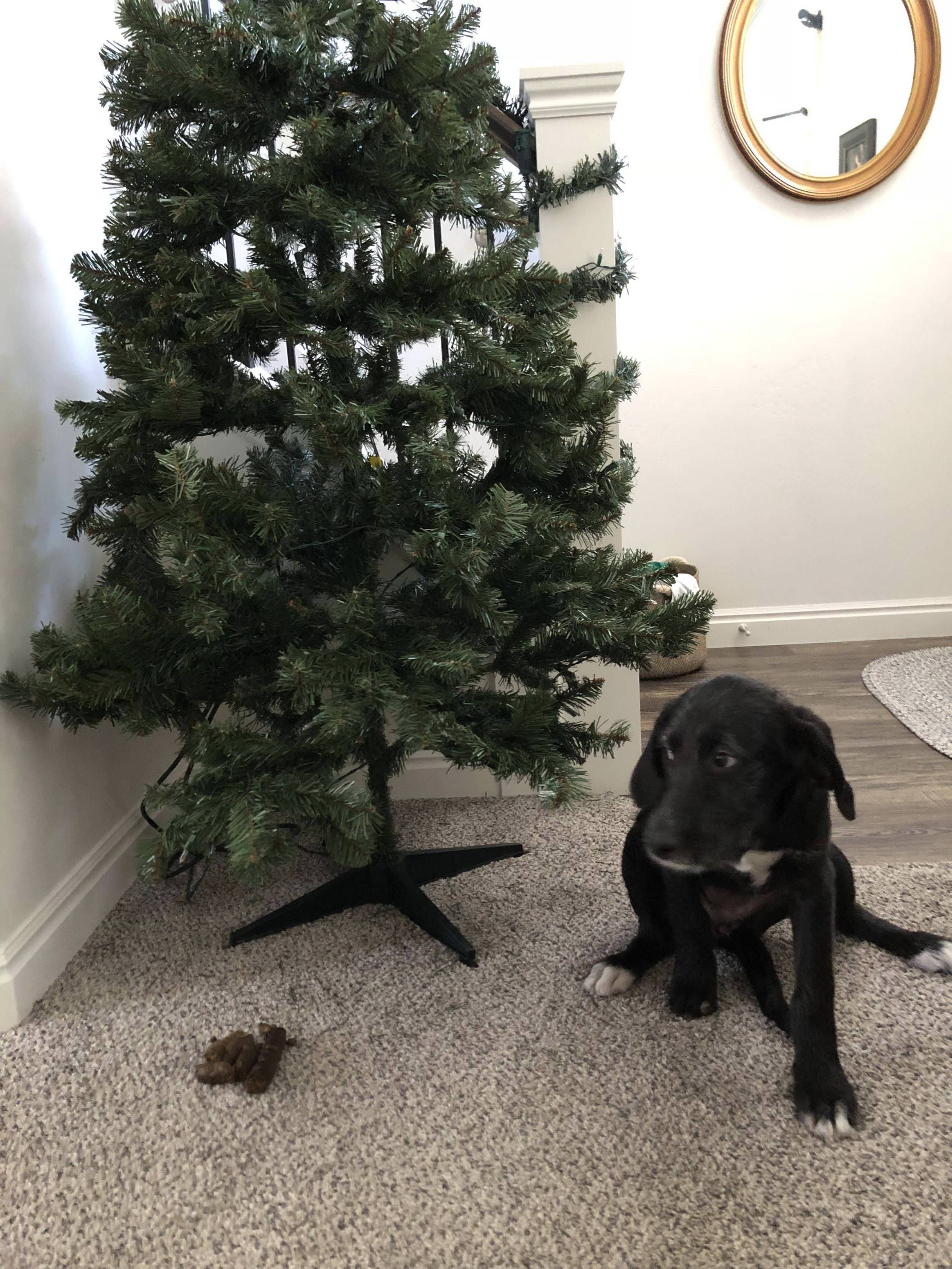 The first present is under the tree...