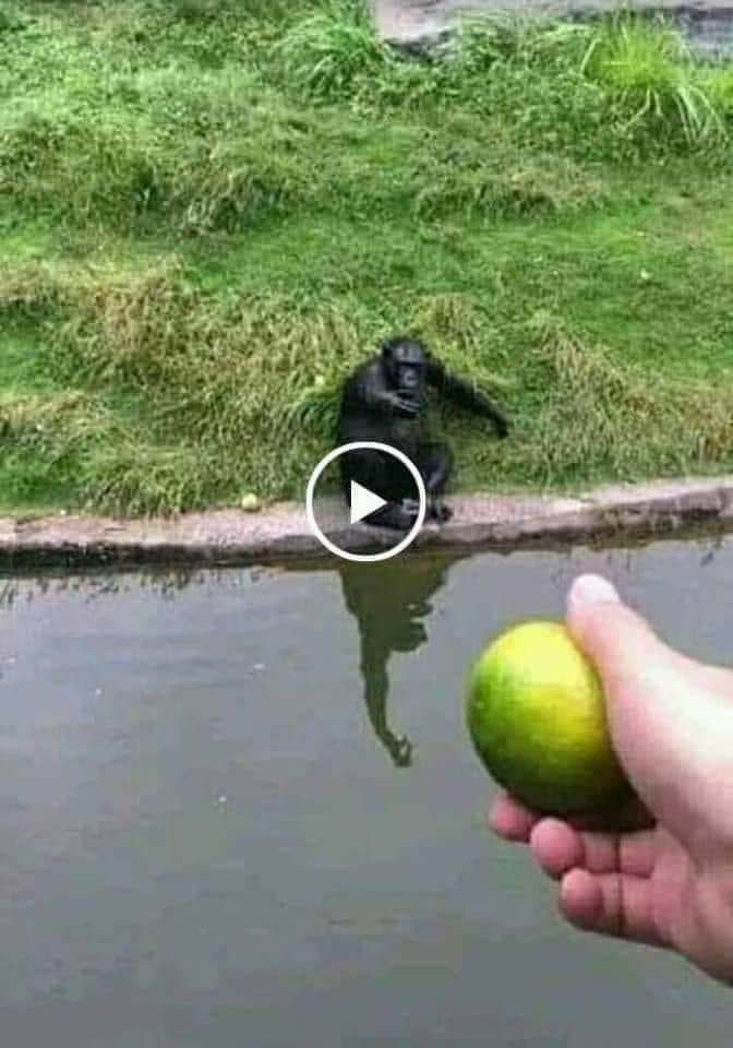 Tricking a monkey