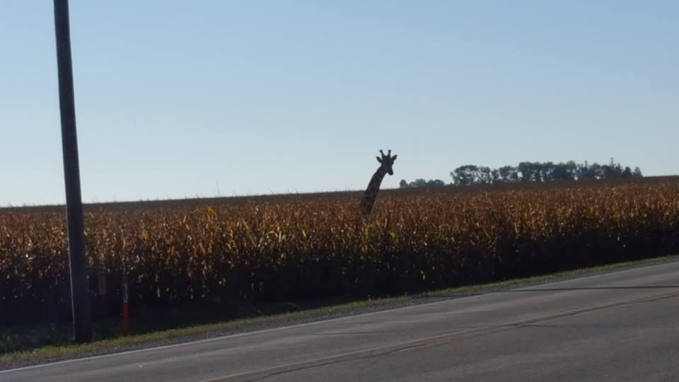 A farmer in my area puts this wooden giraffe head in his cornfield every fall, caught me by surprise first time i saw it.