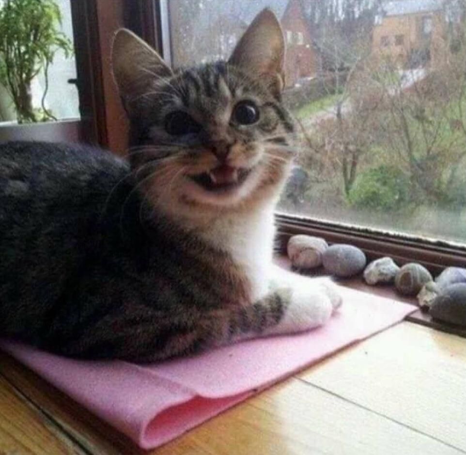 This cat likes to collect rocks