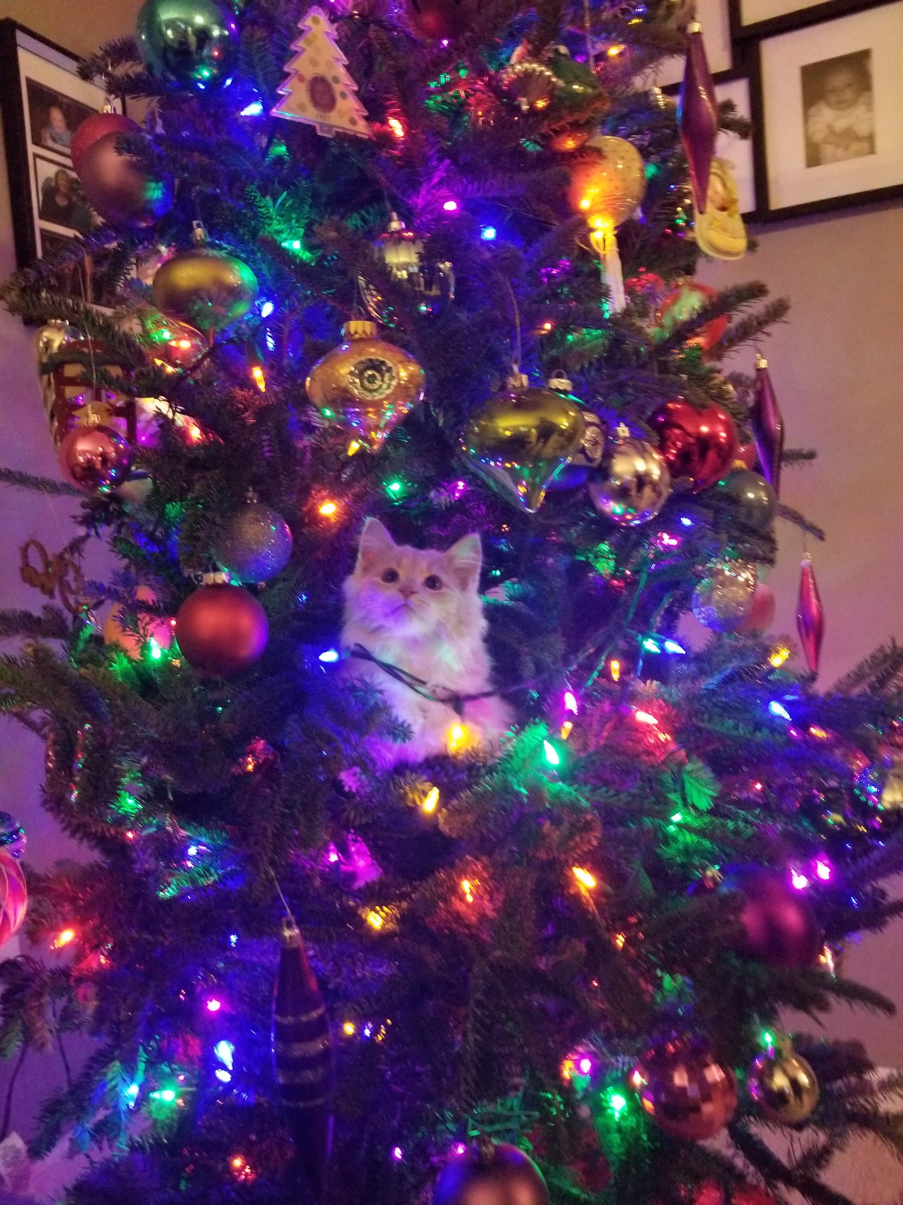 So our new kitten loves our tree I guess...