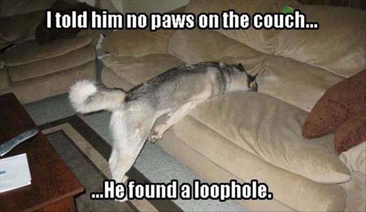 This is something my dog would do lol