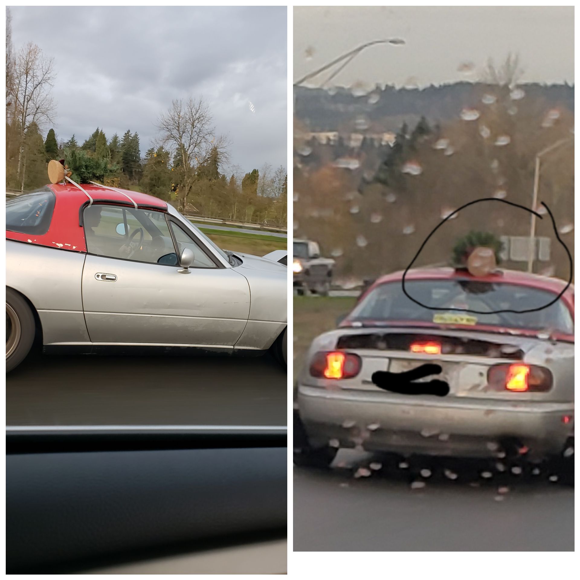 This tree was too big to fit in the car