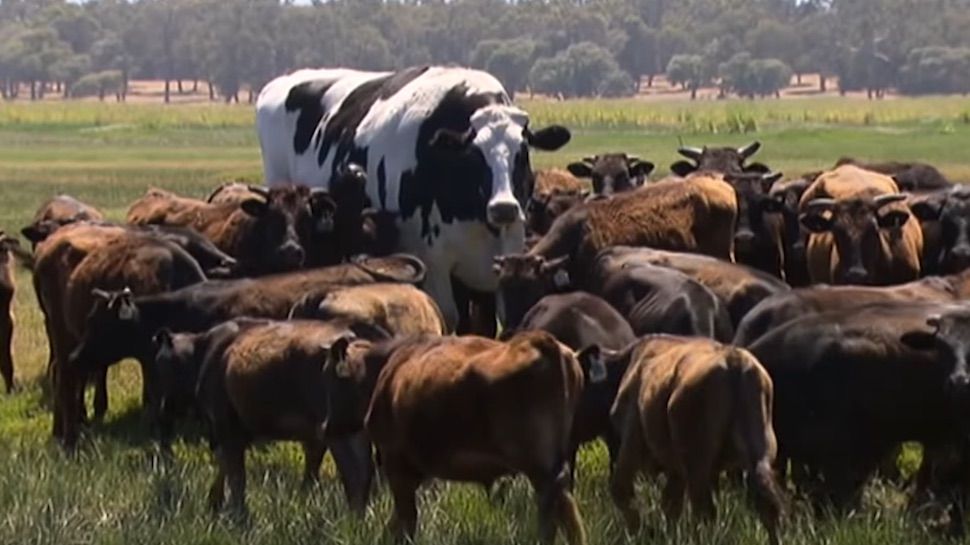 This is what happens when you feed a cow vitamin gummies