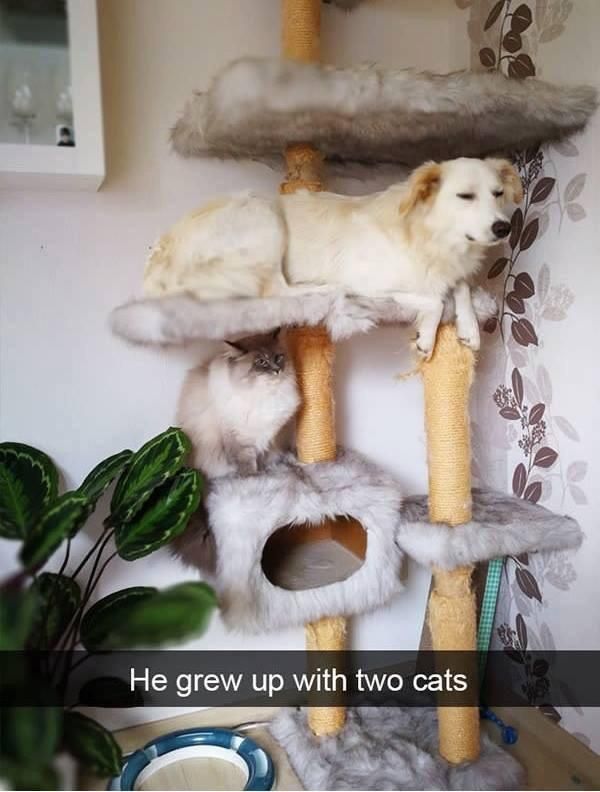 He grew up with cats