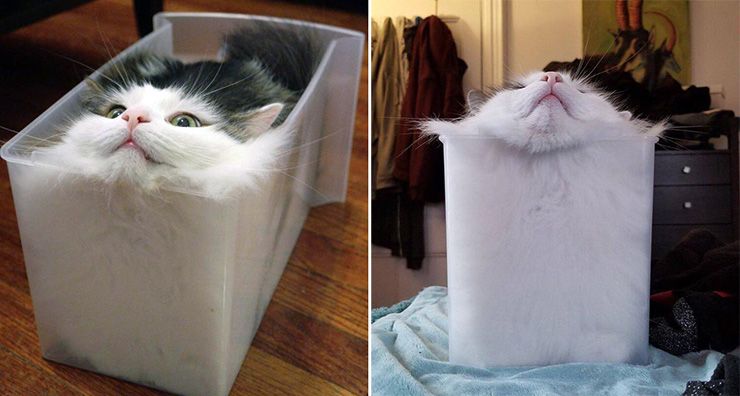 Physicist Wins Noble Prize For Study On Whether Cats Should Be Classified As Liquids Or Solids