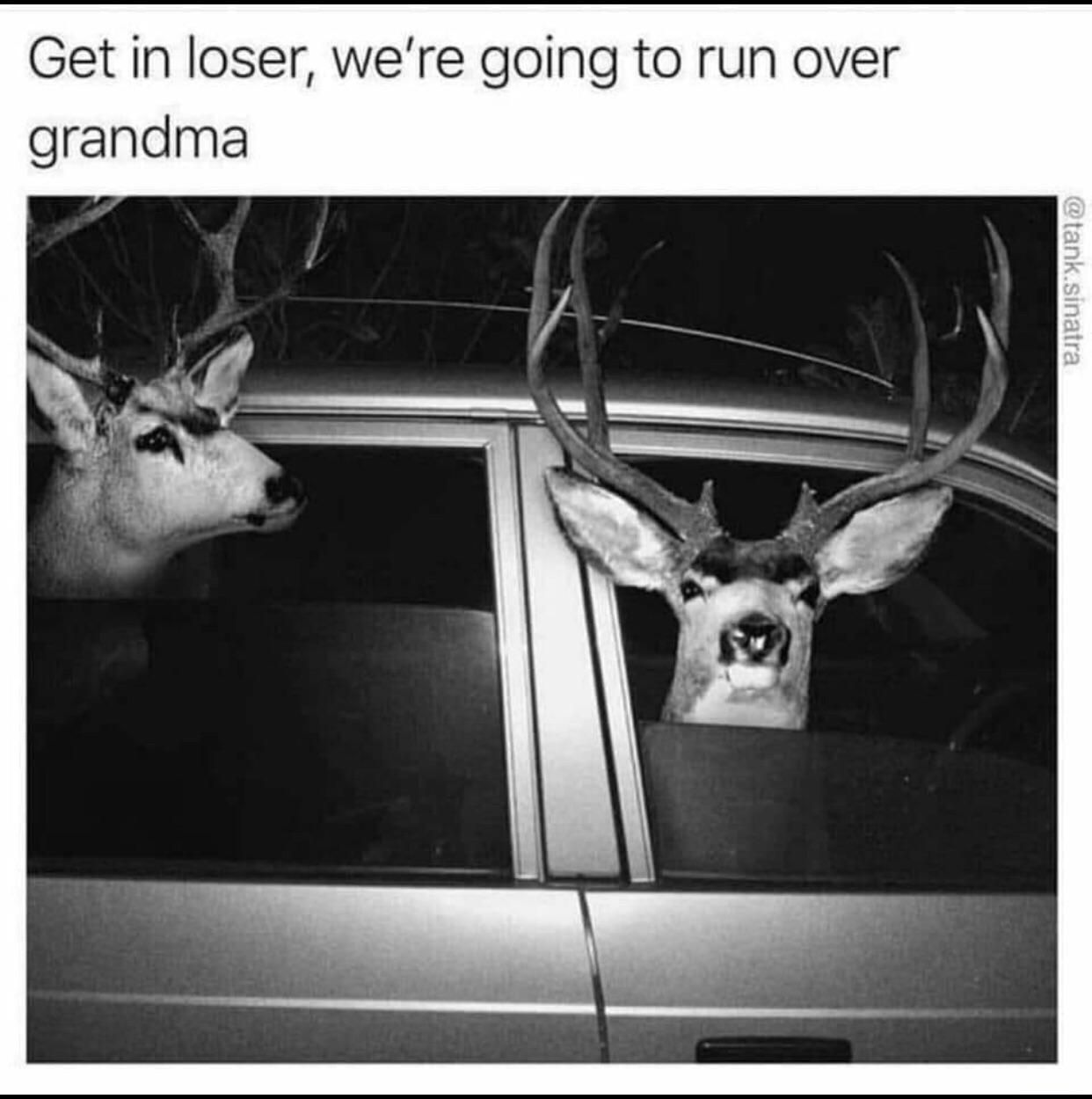 Oh deer!!