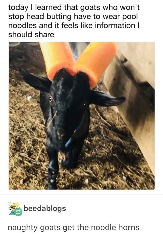 Naughty goats get noodle horns