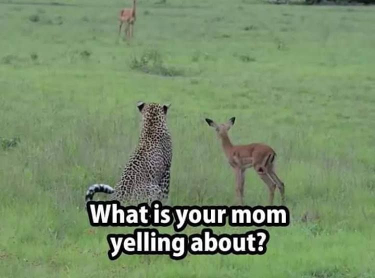 What is your mom yelling about