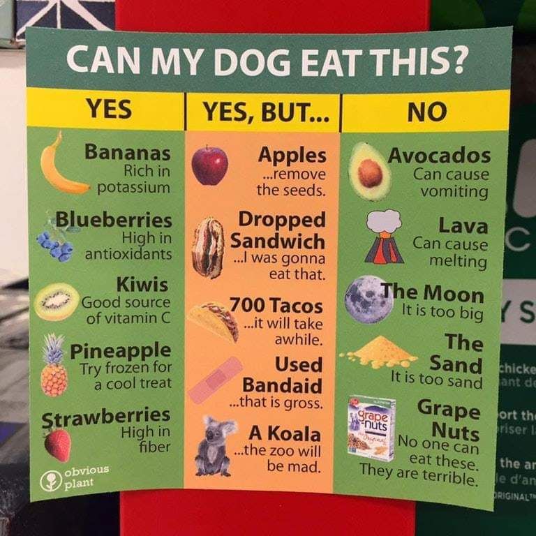 Not sure what you can feed your dog? This might help you.