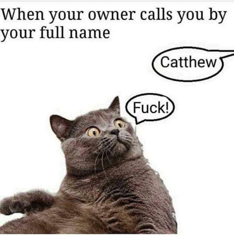 When your owner calls you by your full name