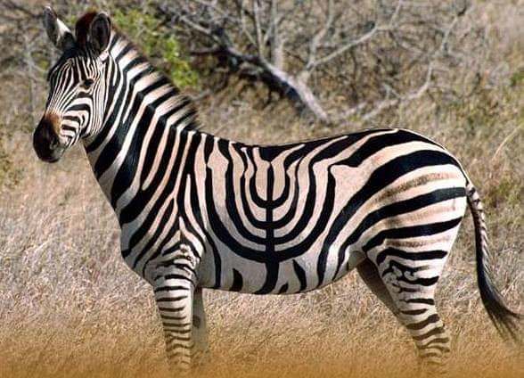 Happy Hannukah from the zebra