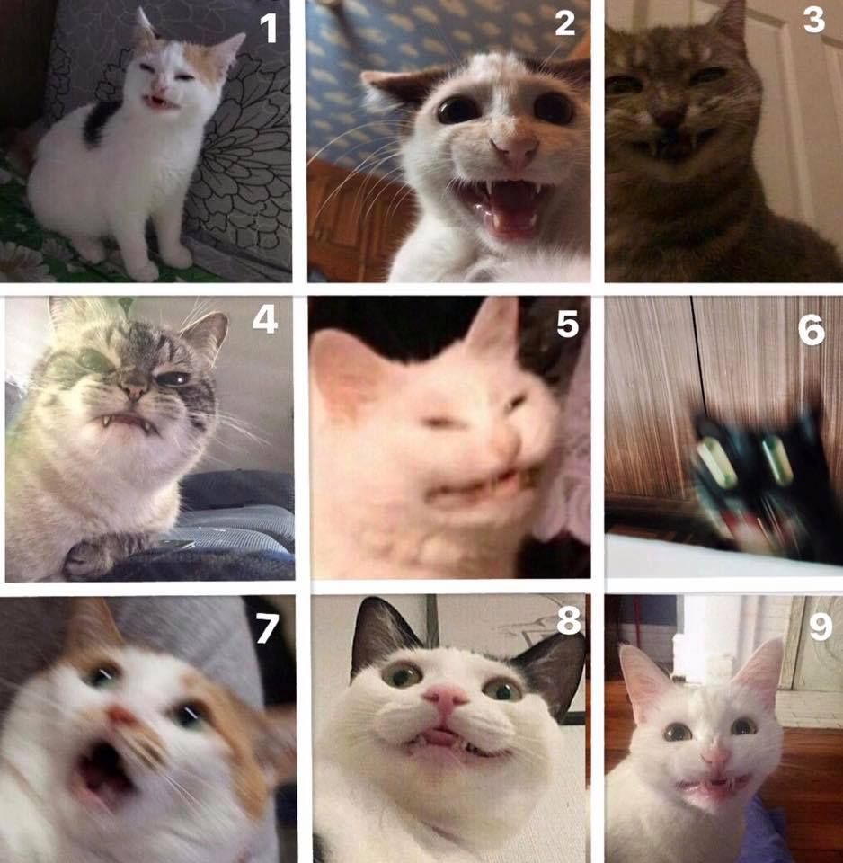 Which mentally unstable cat are you today?